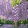 藤の花
